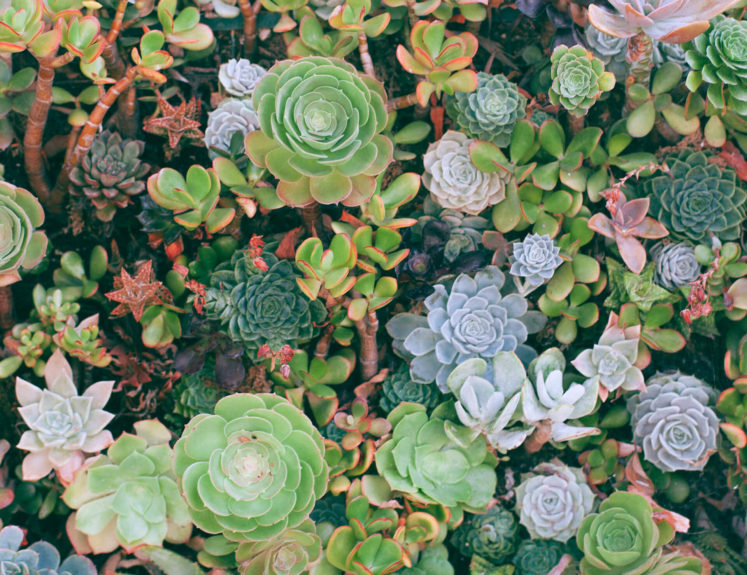 Plants