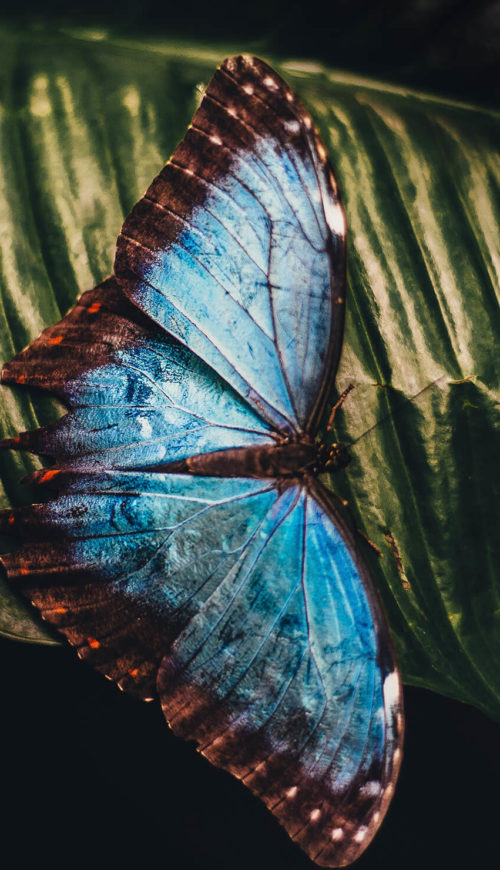 Butterfly